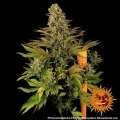 Tropicanna Banana