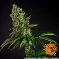 Tropicanna Banana