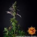 Tropicanna Banana