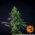 Tropicanna Banana
