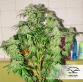 Skywalker
