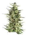 Dutch Cheese