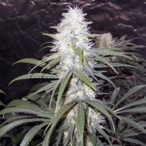 Sterling Haze Hanfsamen