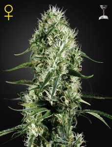 Super Silver Haze Hanfsamen