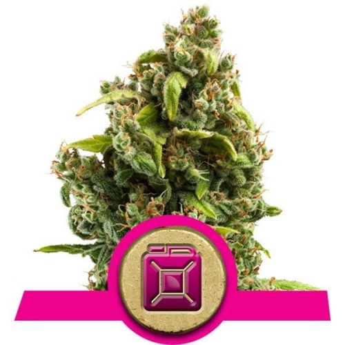 Sour Diesel 
