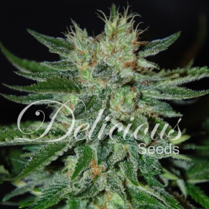 Sugar Black Rose Hanfsamen
