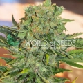 Tonic Ryder CBD (Auto)
