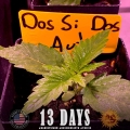Dos Si Dos Auto