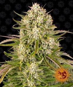 Wedding Cake Auto Hanfsamen