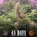 Wedding Cake Auto
