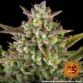 Wedding Cake Auto