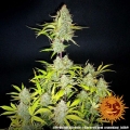 Wedding Cake Auto
