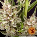 Wedding Cake Auto