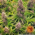 Wedding Cake Auto