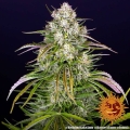 Wedding Cake Auto
