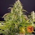 Wedding Cake Auto