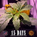 Wedding Cake Auto