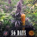 Wedding Cake Auto