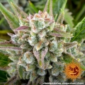Wedding Cake Auto