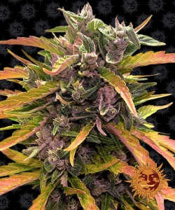 Gorilla Glue Auto Hanfsamen