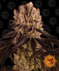 Purple Punch Hanfsamen