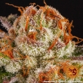 Purple Punch