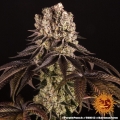 Purple Punch
