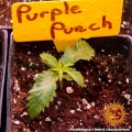 Purple Punch