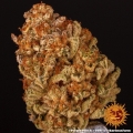 Purple Punch