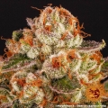Purple Punch