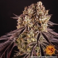 Purple Punch