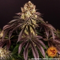 Purple Punch