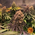 Purple Punch