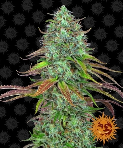 LSD Auto Hanfsamen