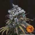 LSD Auto