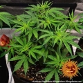 LSD Auto