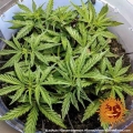 LSD Auto