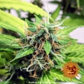 LSD Auto