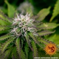 LSD Auto