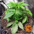 LSD Auto