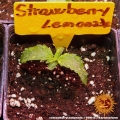 Strawberry Lemonade