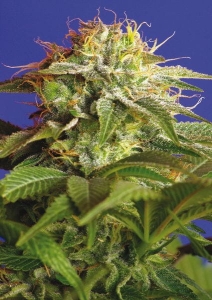 Green Poison Hanfsamen