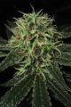 Strawberry Lemonade