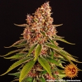 Pink Kush