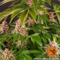 Pink Kush