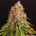 Pink Kush