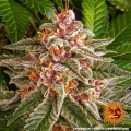 Pink Kush