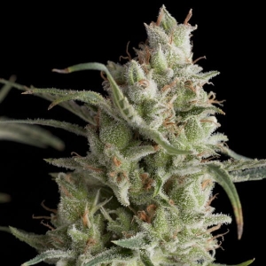 Super OG Kush Hanfsamen