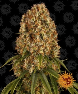 Orange Sherbert Hanfsamen