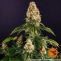Orange Sherbert